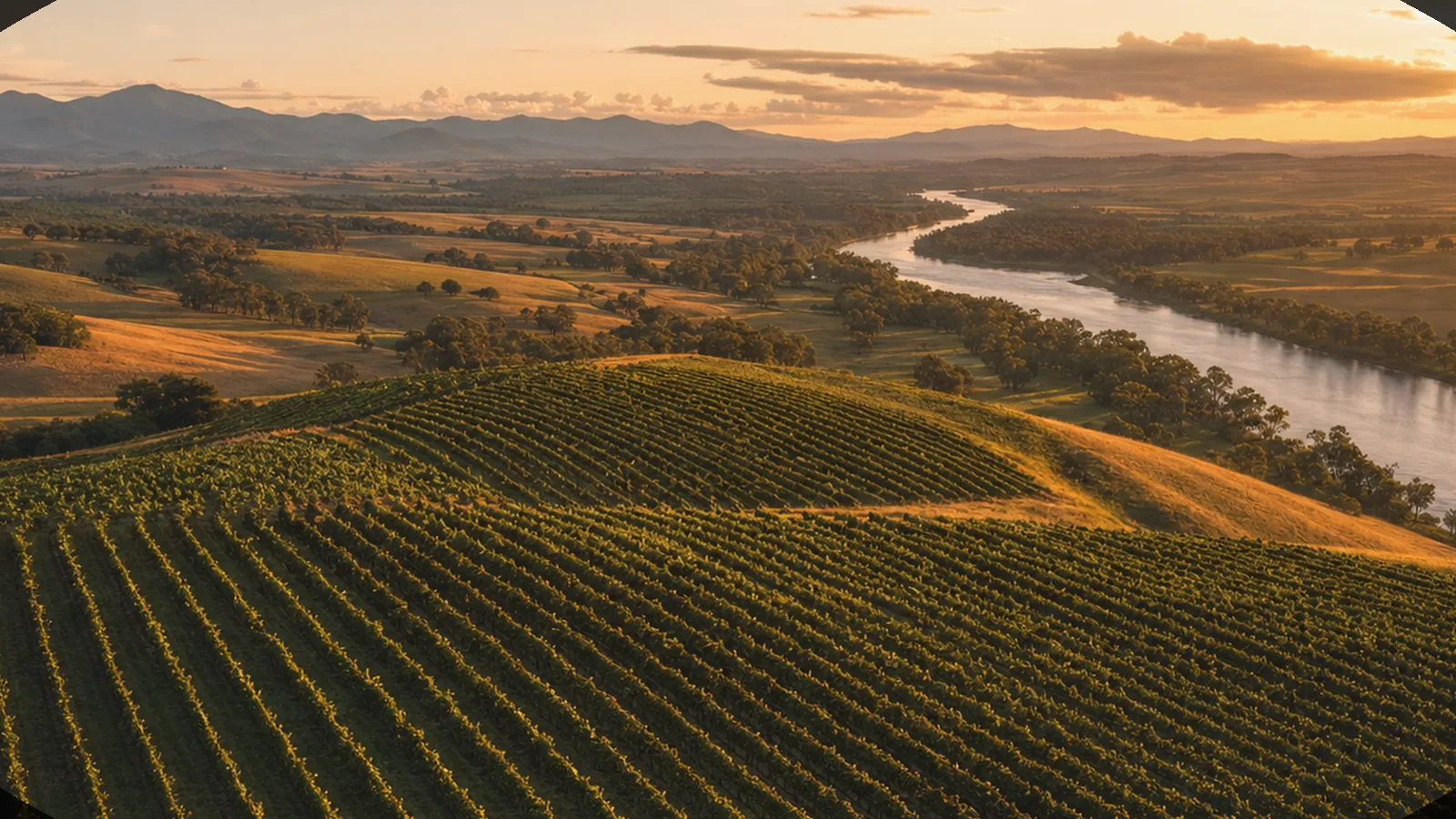 Illustrative cool-climate golden-hills vineyard scene evoking the Canberra District — an AI-generated scene, not a photograph of a specific winery