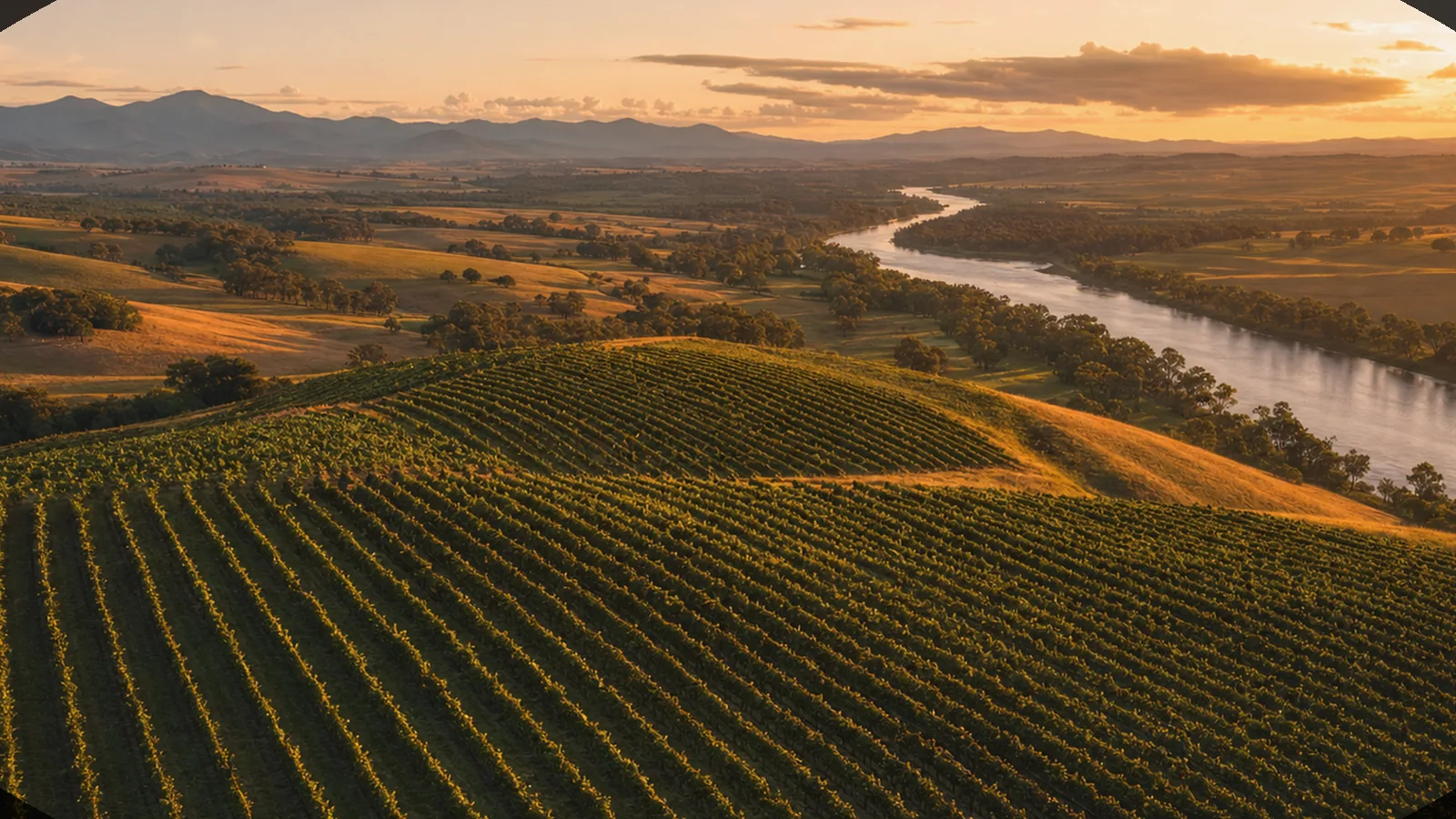 Illustrative warm Australian vineyard vista at golden hour — an AI-generated scene, not a photograph of a specific place.