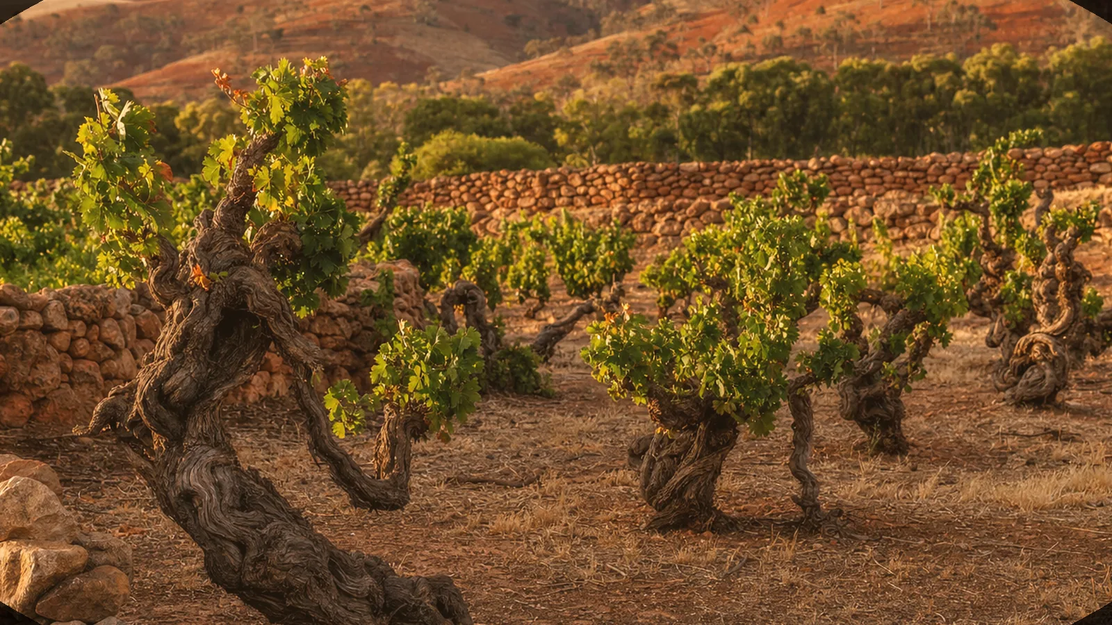 Illustrative warm valley vineyard scene evoking New South Wales' wine country — an AI-generated scene, not a photograph of a specific winery