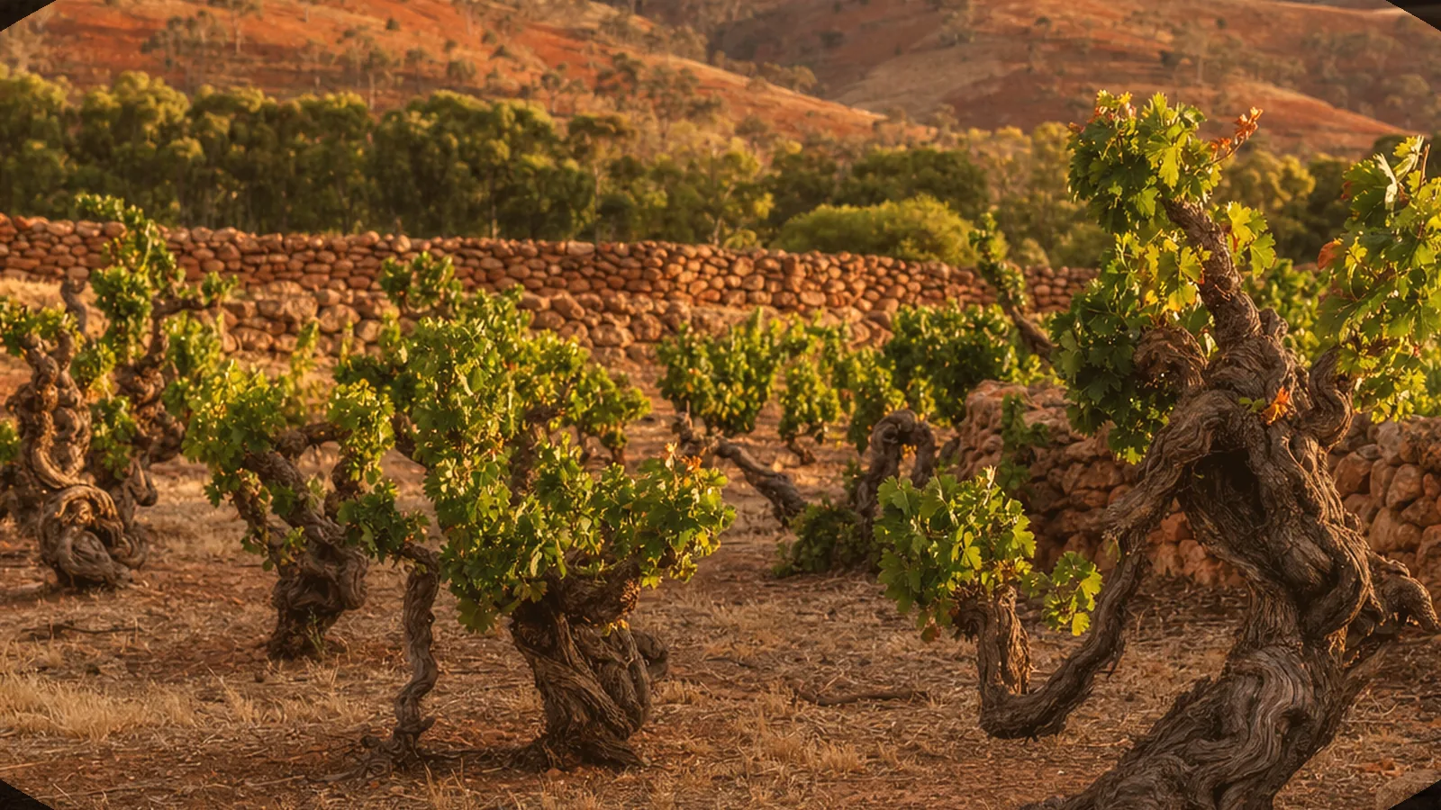 Illustrative bright highland vineyard scene evoking Queensland's wine country — an AI-generated scene, not a photograph of a specific winery
