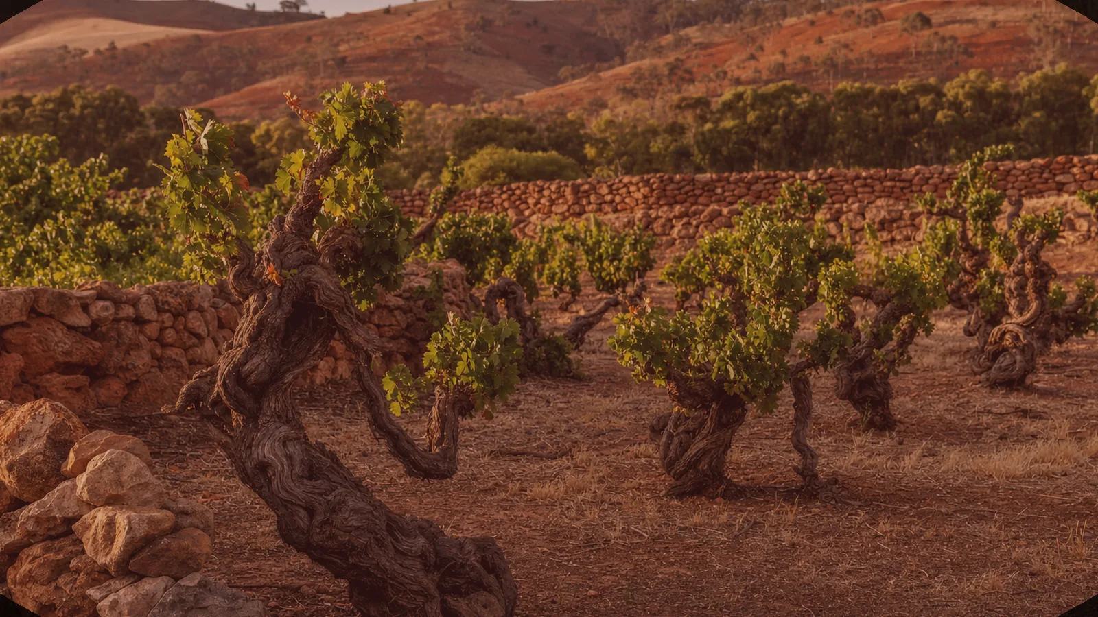 Illustrative warm-evening scene evoking Adelaide's wine culture — an AI-generated scene, not a photograph of a specific venue.