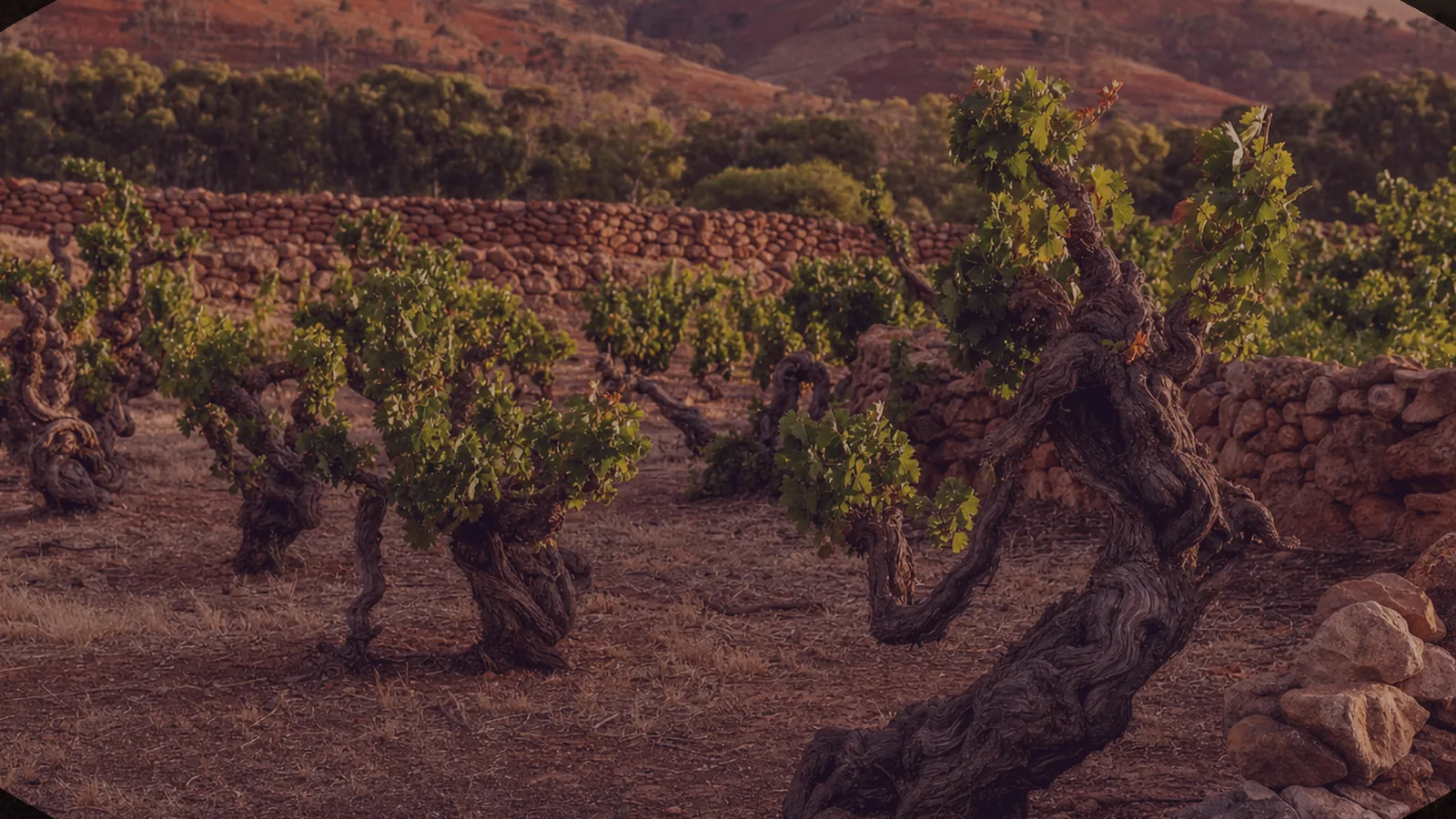 Illustrative dusk-toned scene evoking Melbourne's evening wine culture — an AI-generated scene, not a photograph of a specific venue.