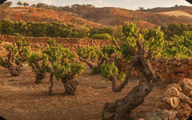 Illustrative cellar-door scene for By Farr — not an actual photo of the winery