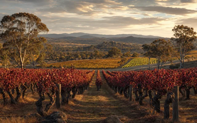 Illustrative vineyard scene for Eden Road Wines — not an actual photo of the winery