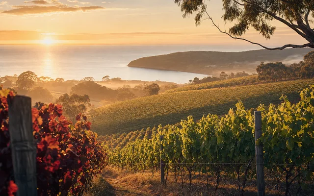 Illustrative scene for Elanto Vineyard — not an actual photo