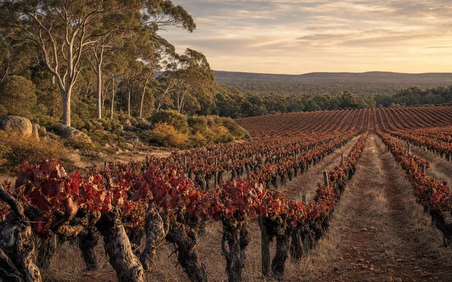 Illustrative vineyard scene for Flowstone Wines — not an actual photo of the winery