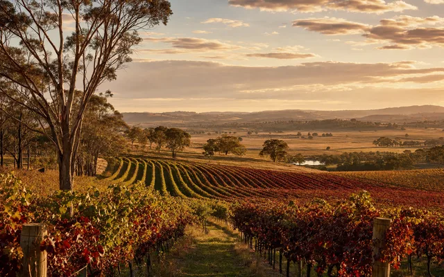 Illustrative scene for Grove Estate Wines — not an actual photo