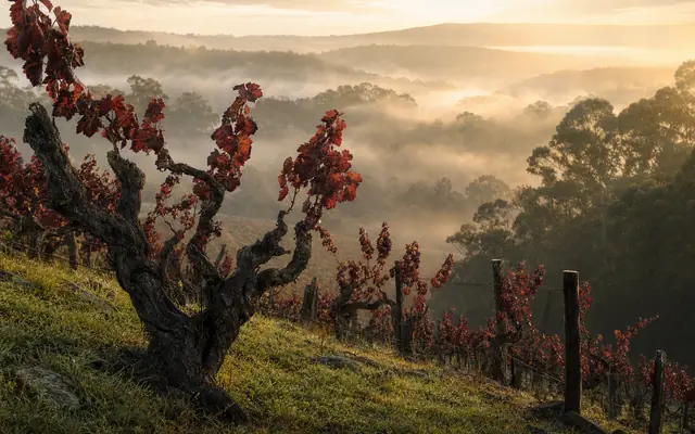 Illustrative vineyard scene for Henschke — not an actual photo of the winery