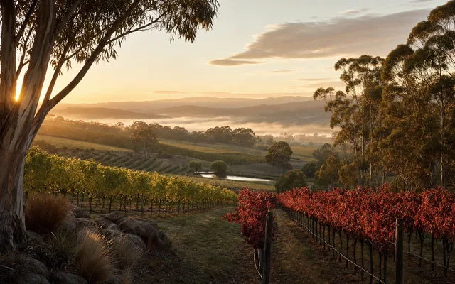 Illustrative vineyard scene for Hoddles Creek Estate — not an actual photo of the winery
