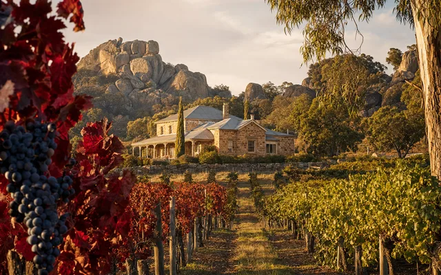 Illustrative vineyard scene for Jester Hill Wines — not an actual photo of the winery