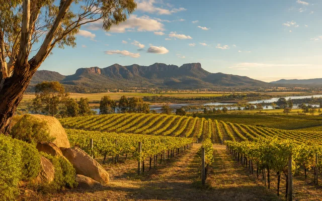 Illustrative scene for Krinklewood Biodynamic Vineyard — not an actual photo