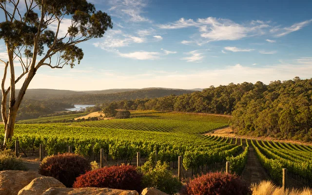 Illustrative vineyard scene for Cherubino (Larry Cherubino Wines) — not an actual photo of the winery