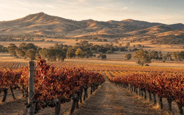 Illustrative scene for Lowe Family Wine Co — not an actual photo