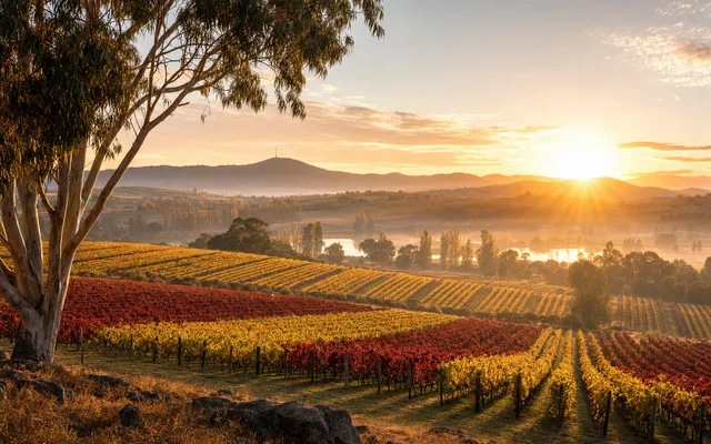 Illustrative vineyard scene for Murrumbateman Winery — not an actual photo of the winery