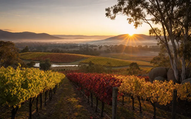 Illustrative vineyard scene for Nick O'Leary Wines — not an actual photo of the winery
