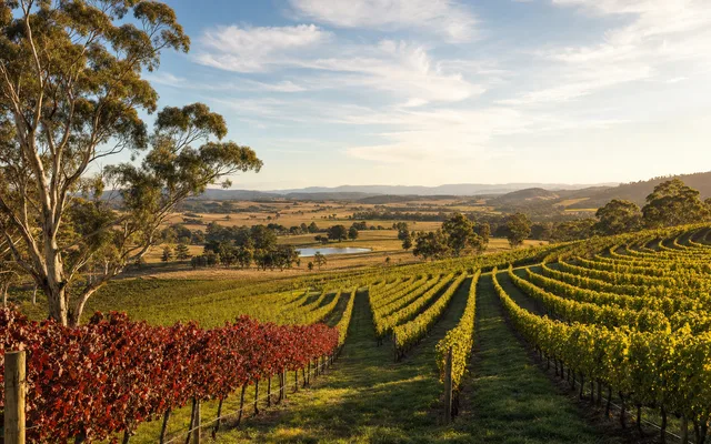 Illustrative scene for Patrick Sullivan Wines — not an actual photo