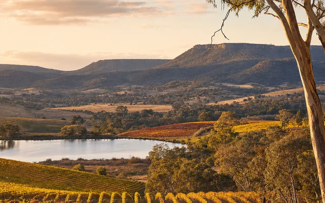 Illustrative scene for Poachers Vineyard — not an actual photo