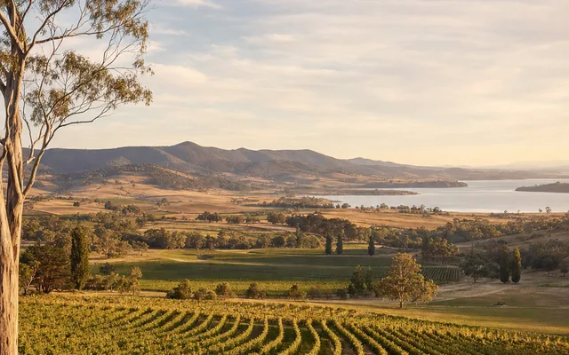 Illustrative vineyard scene for Pooley Wines — not an actual photo of the winery
