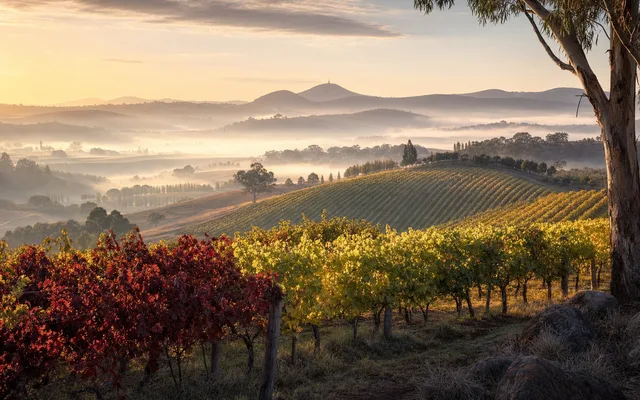 Illustrative vineyard scene for Printhie Wines — not an actual photo of the winery