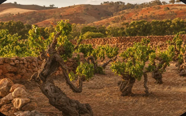 Illustrative cellar-door scene for Provenance Wines — not an actual photo of the winery