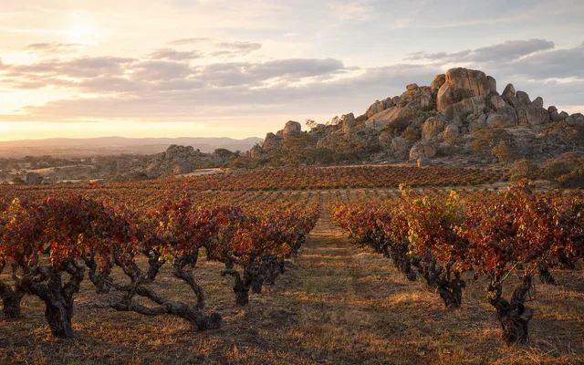 Illustrative vineyard scene for Ridgemill Estate — not an actual photo of the winery