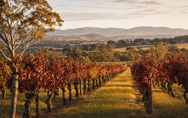 Illustrative vineyard scene for Sorrenberg — not an actual photo of the winery