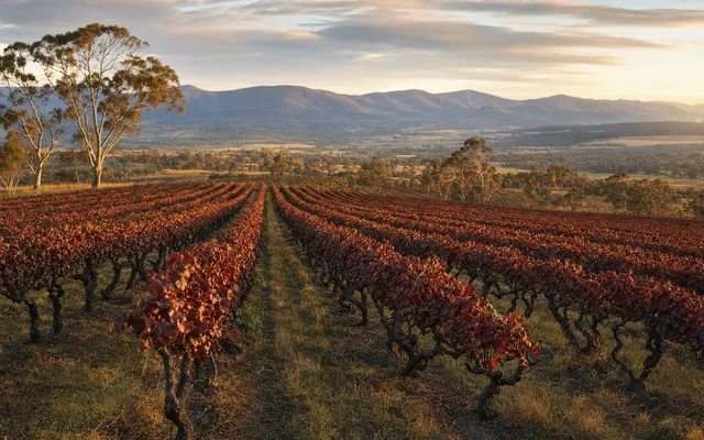 Illustrative vineyard scene for Stefano Lubiana Wines — not an actual photo of the winery