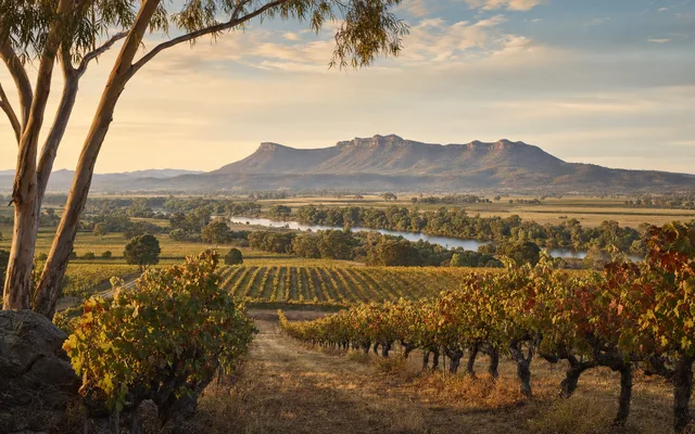 Illustrative scene for Tamburlaine Organic Wines — not an actual photo