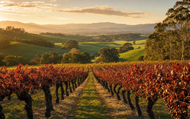 Illustrative scene for TarraWarra Estate — not an actual photo