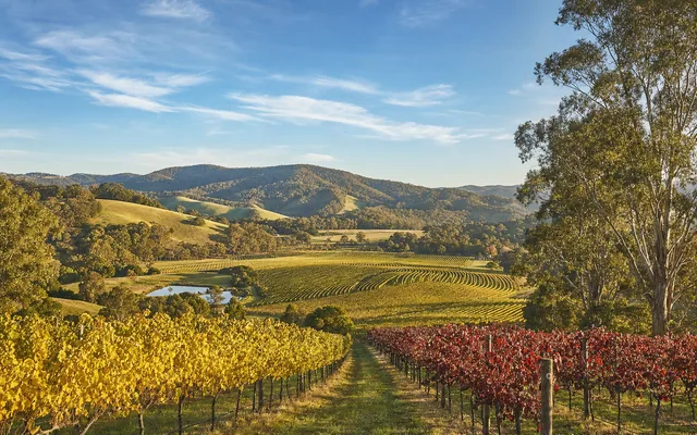 Illustrative vineyard scene for Toolangi — not an actual photo of the winery