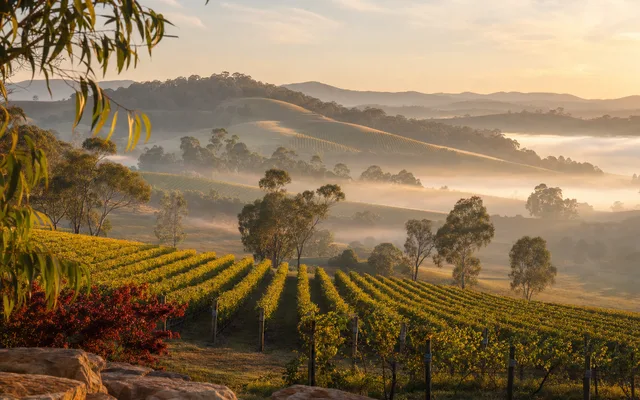 Illustrative vineyard scene for Yeringberg — not an actual photo of the winery